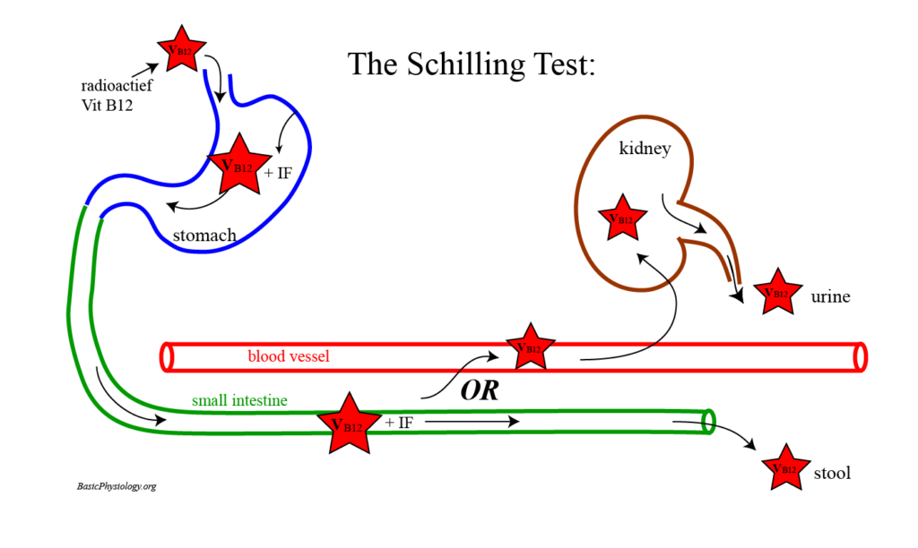 Diagram to show how the Schilling test is used to determine whether there is enough intrinsic factor in the body