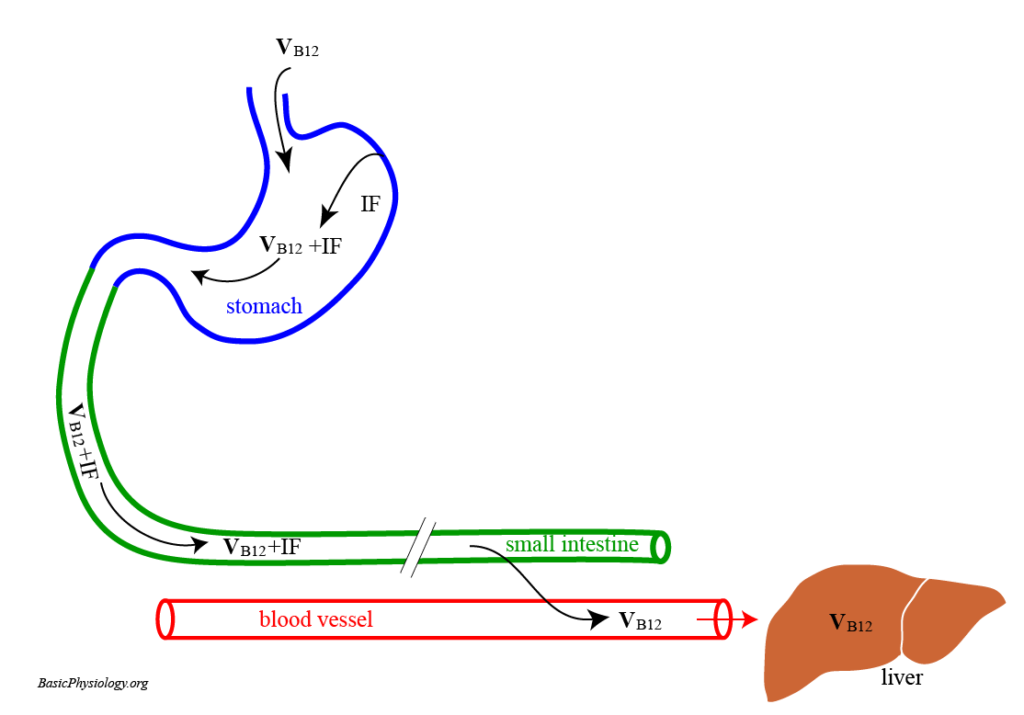 Diagram and animation to show the binding of vitamin B12 to the intrinsic factor during its absorption in the body