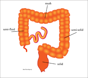 Intestinal components at different locations in the colon