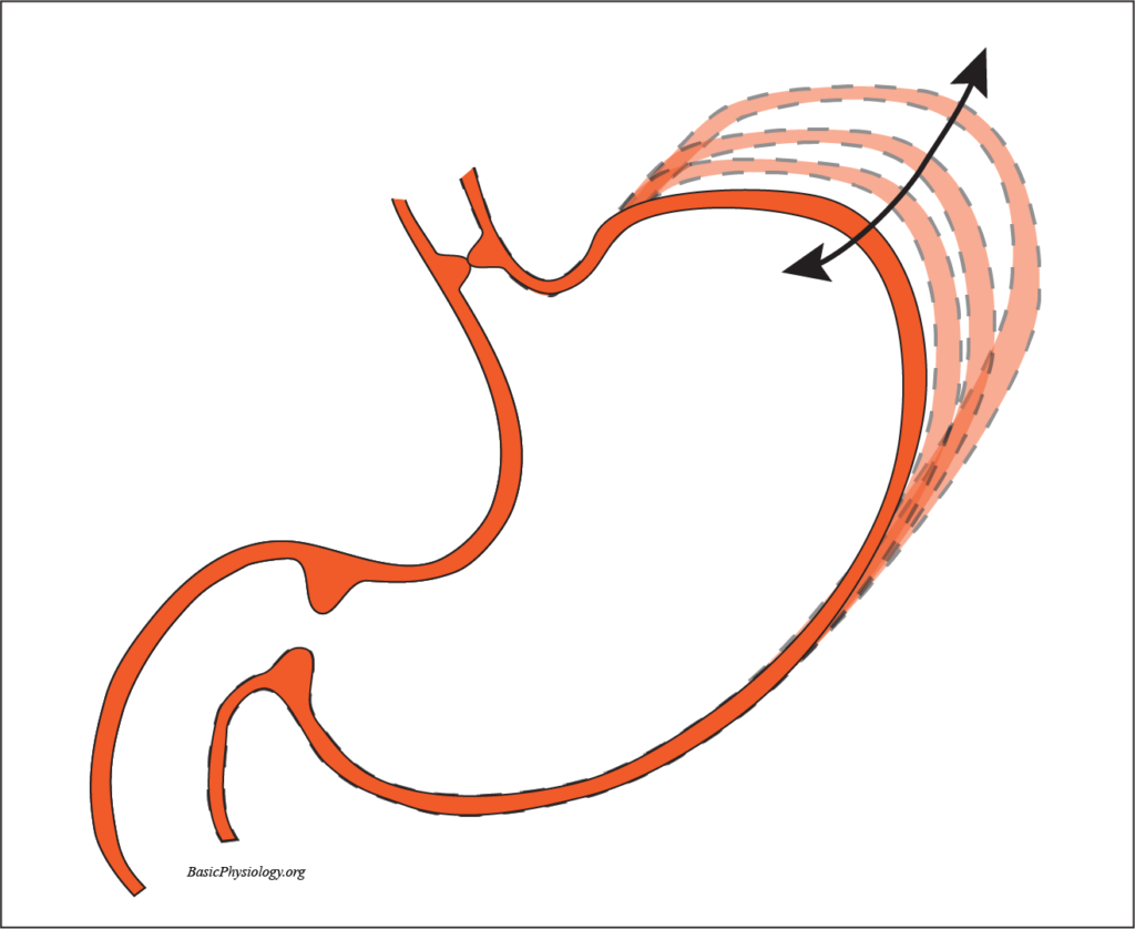 Diagram of gastric accommodation by expanding the fundus