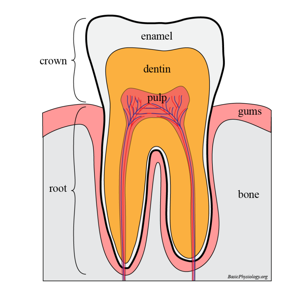 Components of a typical tooth