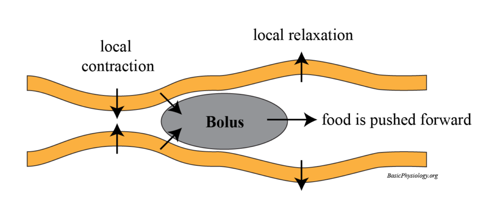 Diagram to show the components of a typical peristalsis movement