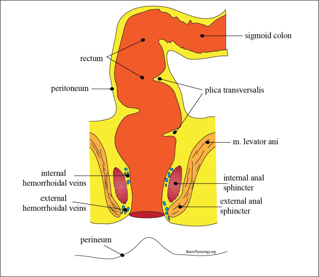 Anatomy of the rectum and the anal canal