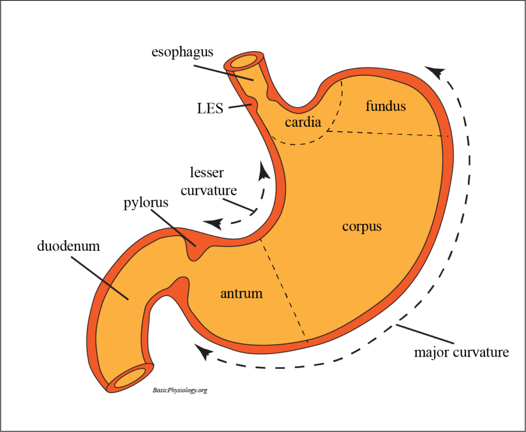 Anatomy of the components of the stomach