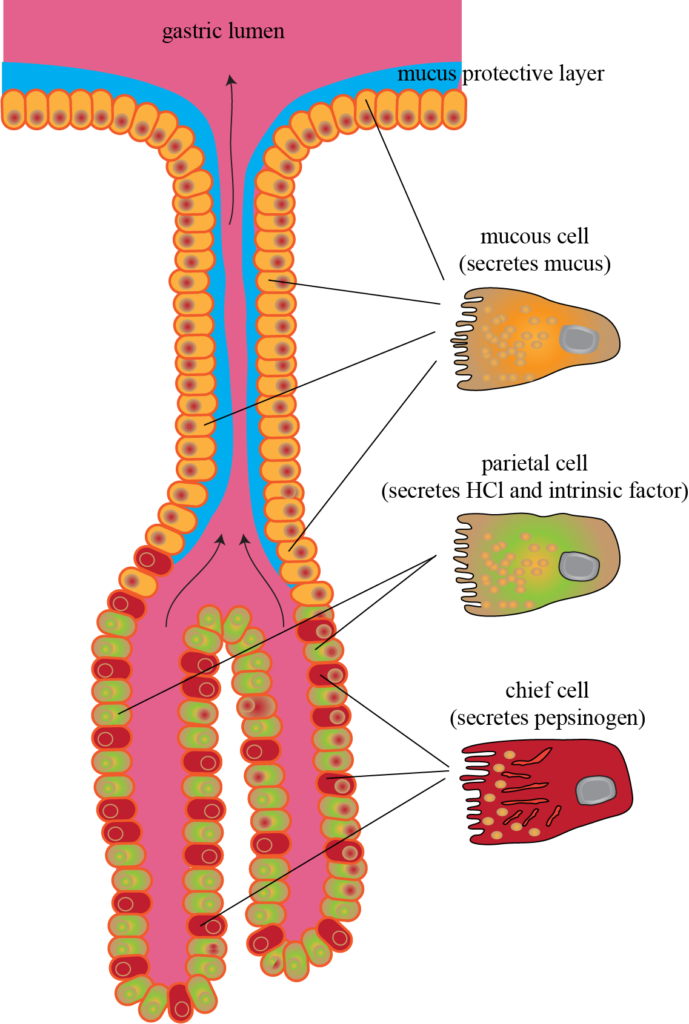 Anatomy of the gastric glands