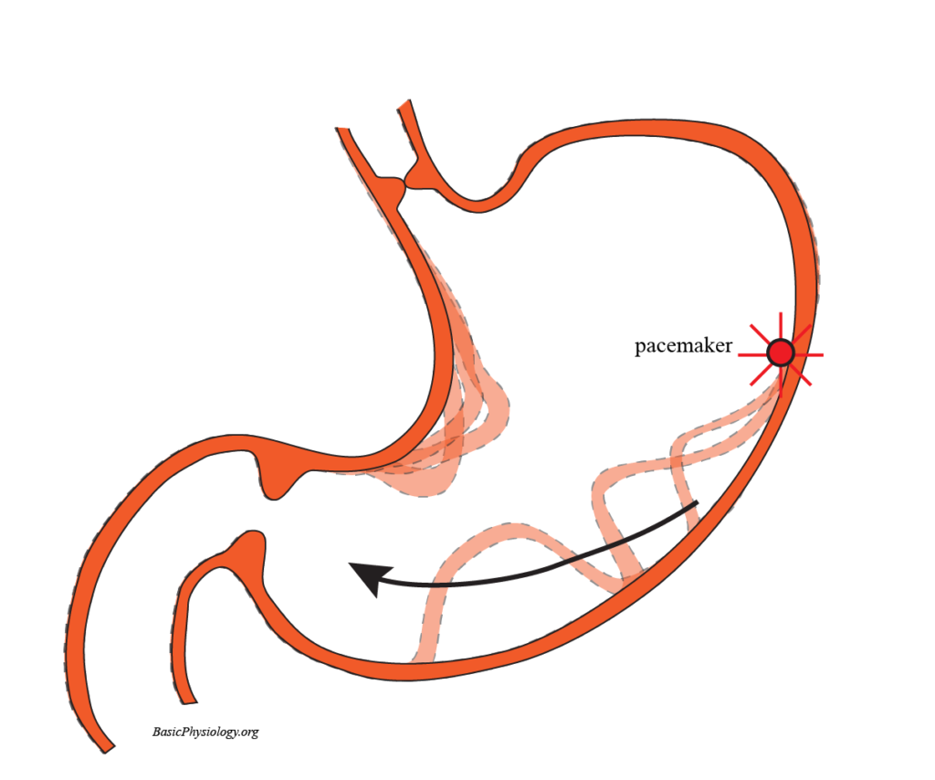Gastric contractions from the pacemaker to the pylorus