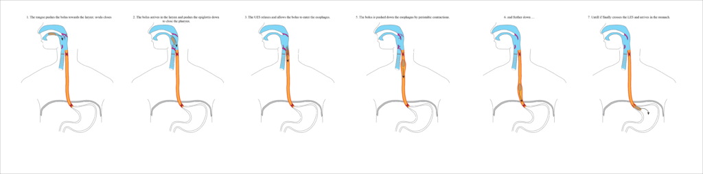 Six diagrams to show the features process of swallowing in the esophagus
