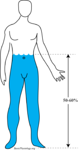Diagram of a human body and the amount of water it contains (50-60%!)