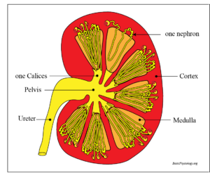 Anatomy of the kidney