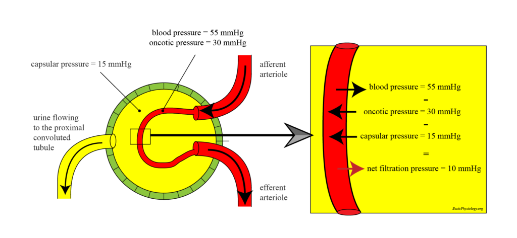 Factors that determine the glomerular filtration rate: blood, oncotic, and capsular pressure