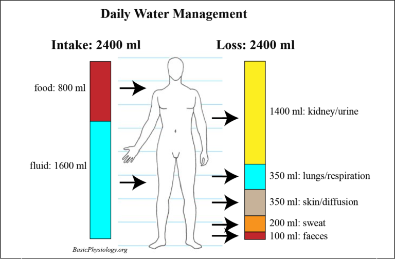 Diagram to show the intake and loss of water in and out of the human body and where the water comes from