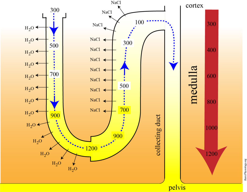 Creation mechanism of the osmotic gradient in the nephron interstitium.