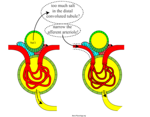 Diagram to show the function of the distal convoluted tubule in the kidney nephron