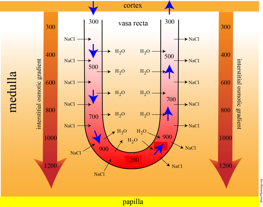 Function of the vasa recta in the osmotic gradient of the nephron interstitium