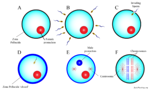Diagram to show the process of fertilization by sperm cells of an egg cell