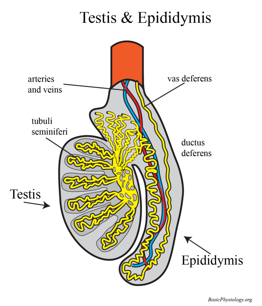 Anatomy of the testis and the epididymis