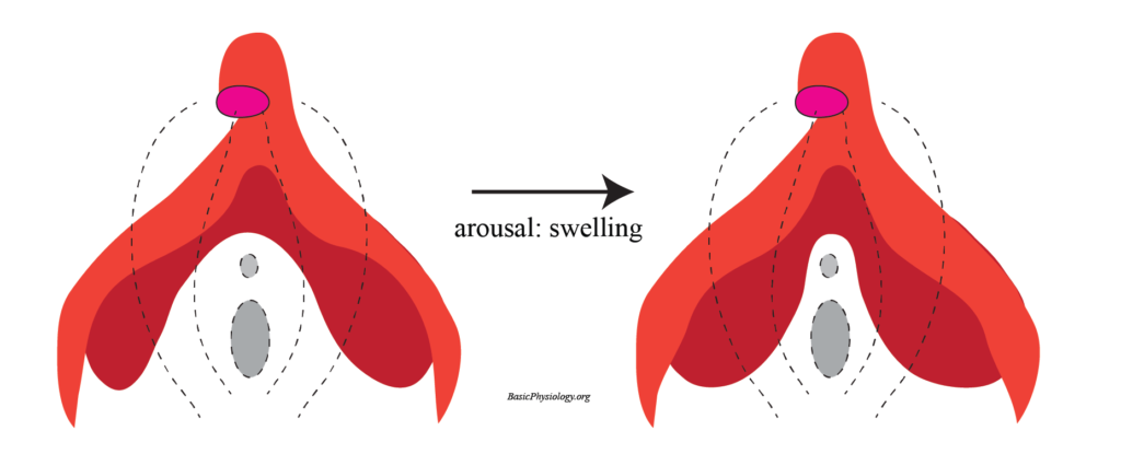 Diagram of the female internal system before and during sexual arousal