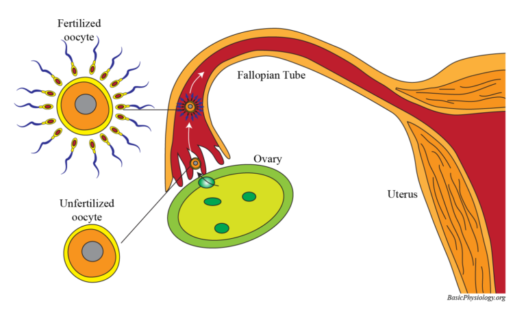 Diagram to show the first stage of fertilization and arrival in the fallopian tube of a fertilized egg