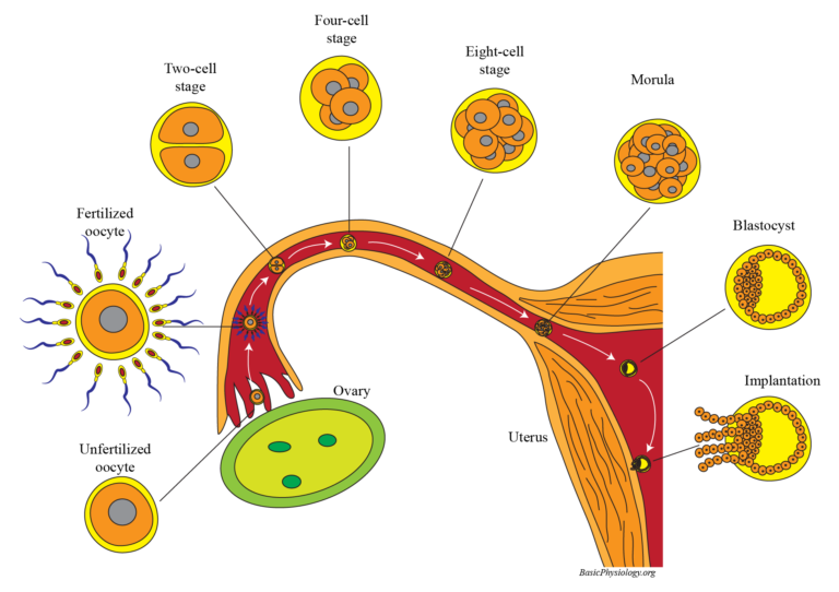 Diagram to show the process from fertilization of an egg to implantation in the female uterus