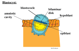 Implantation of a blastocyst in the uterus wall