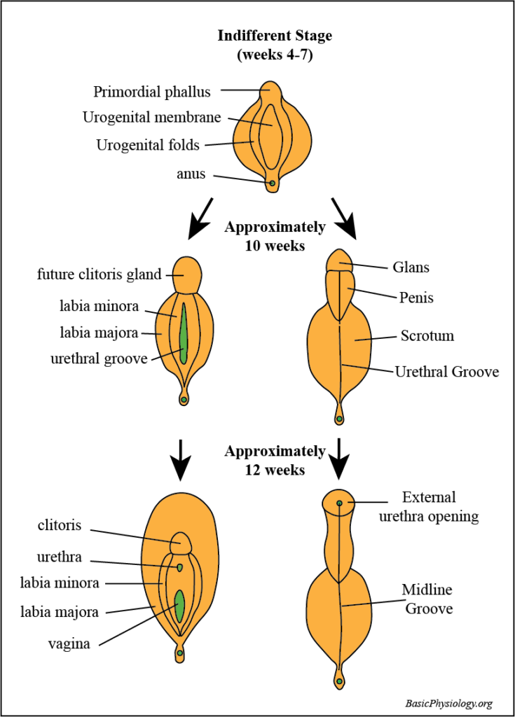 Diagram of the development of the external genitalia in a male and a female foetus