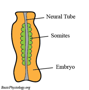 Creation of somites from the mesoderm along the neural tube