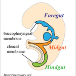 Development and location of the foregut, midgut and handout in an embryo