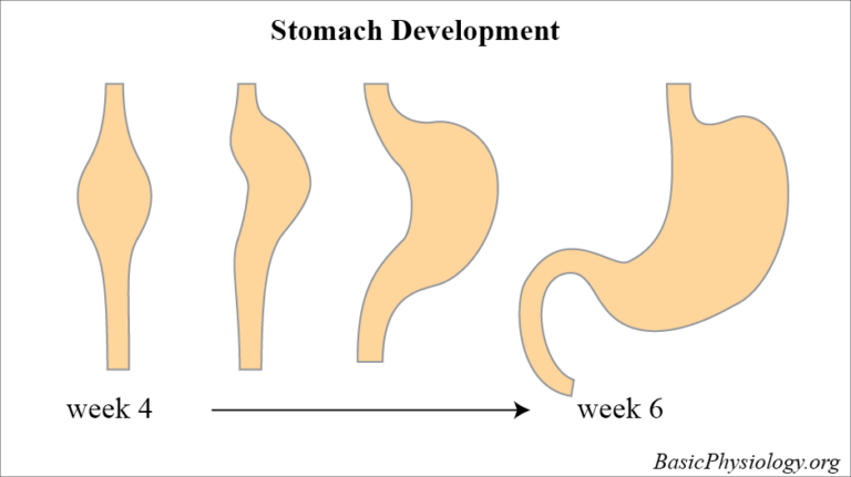 Development of the stomach in a foetus