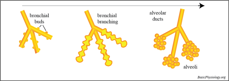 Development of the alveolar duct and alveoli from the bronchial buds
