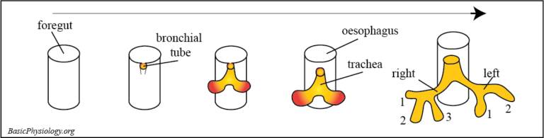 Development of the right and left bronchus from the bronchial tube in the foregut of the embryo