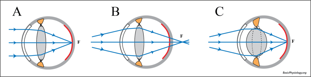 Change in the shape of the eye lens when it focuses to a nearby object (= accommodation)