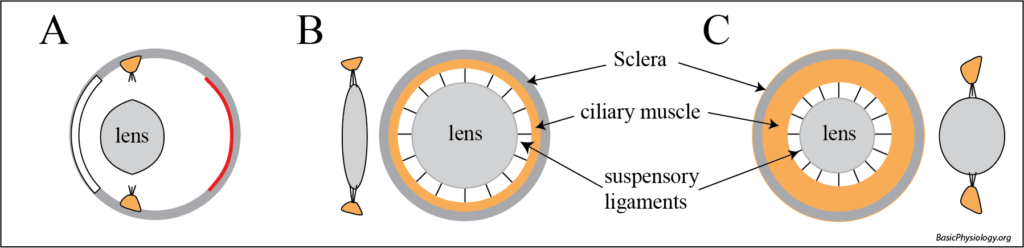 Behavior of the lens ciliary muscles and the suspensory ligaments during accommodation