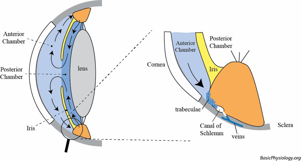 Pathways of the ocular fluid inside the eye and the accompanying pressure