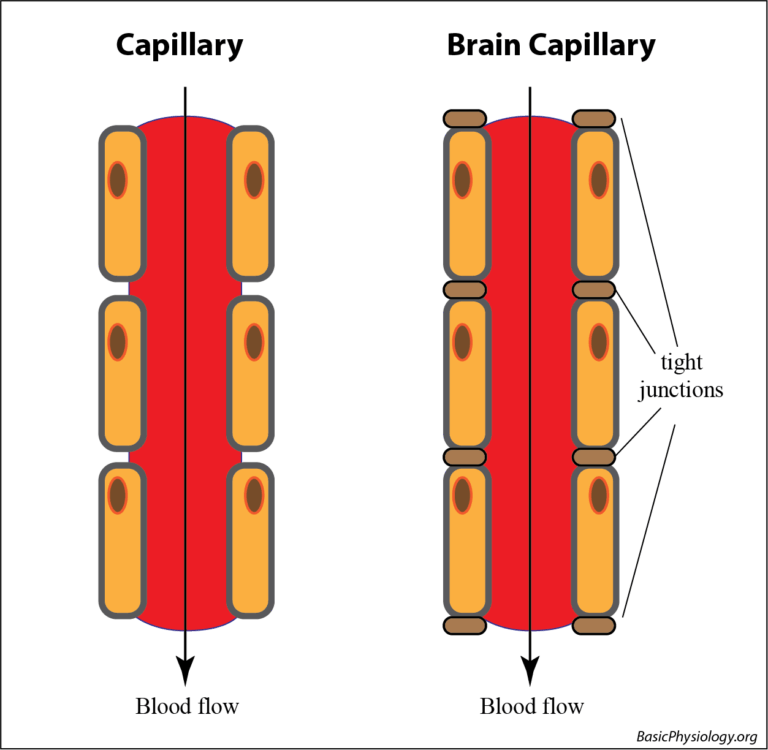 Difference between a normal capillary and a capillary in brain tissue with its tight junctions between the cells thereby inducing the blood-brain barrier