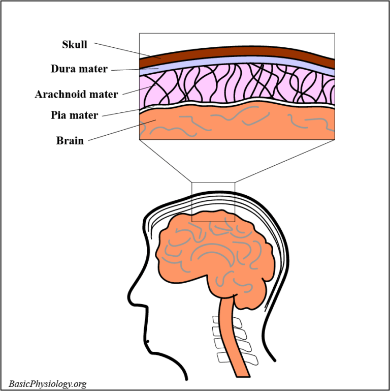 Location of the lymphatic vessels, not in brain tissue, but in the arachnoid space, now called the glymphatic system